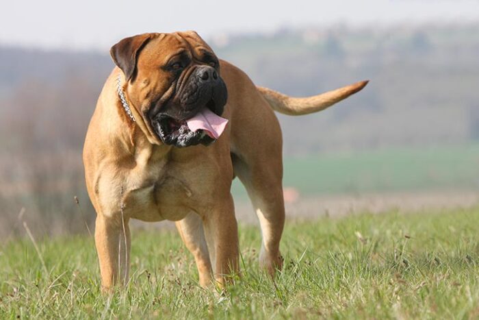 Bullmastiff