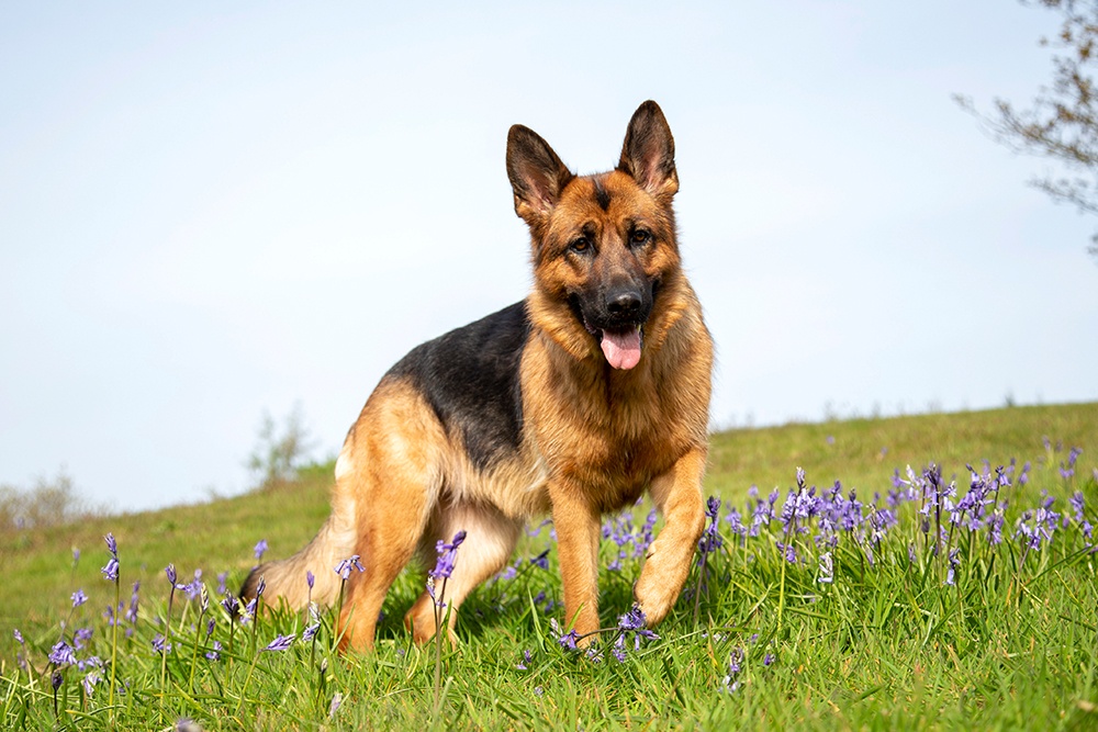 German Shepherd Dog Breed