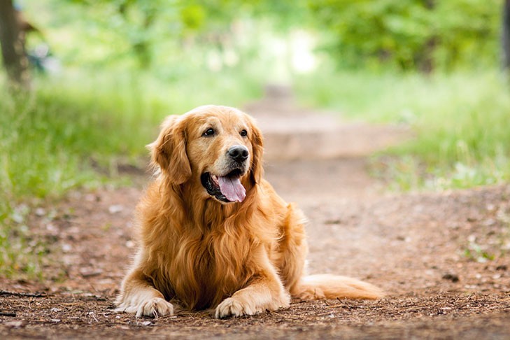 Golden Retriever Dog Breed