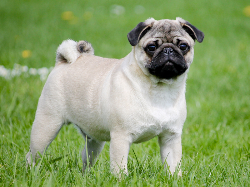 Pug Dog Breed